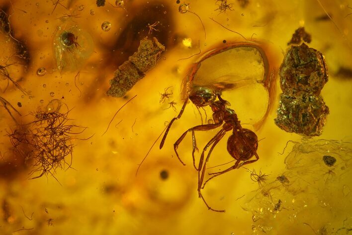 mm Fossil Ant (Formicidae) With Plant Matter In Baltic Amber #123377